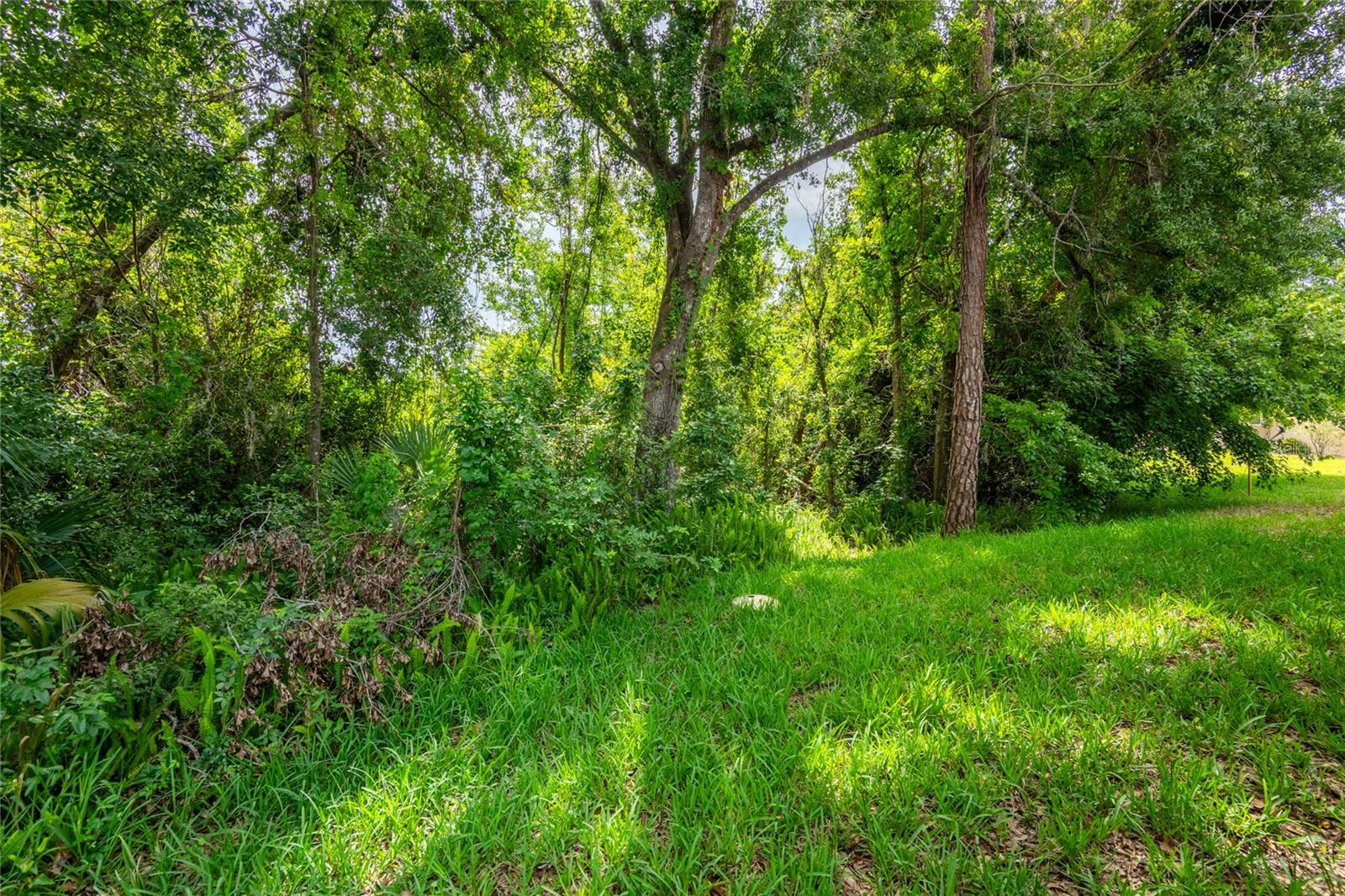 Lush greenery and trees lead to the lake.  A small area of the lake is beyond the trees and foliage.