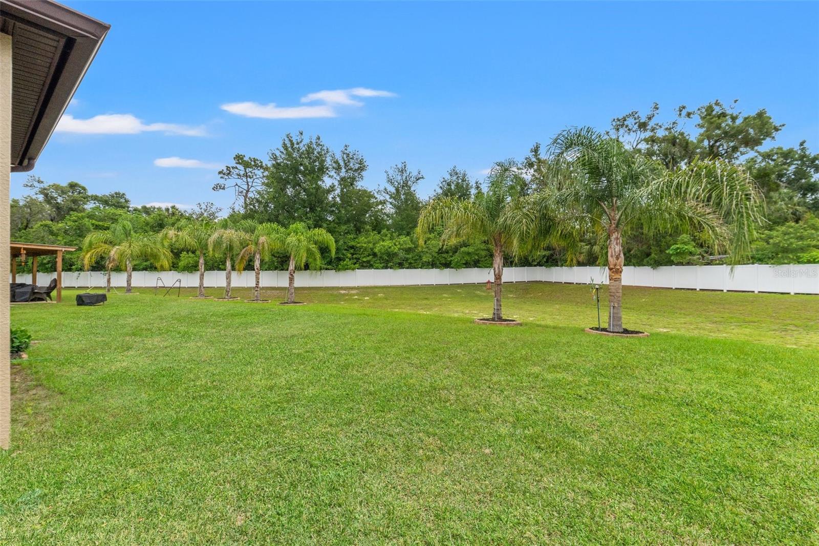 A view of the back yard with the palm trees.