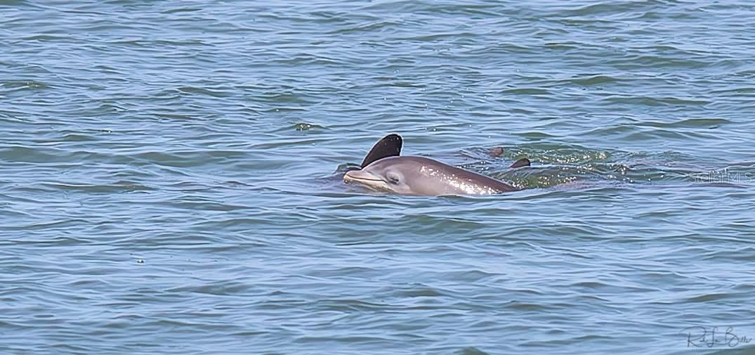 Come watch the dolphins play !