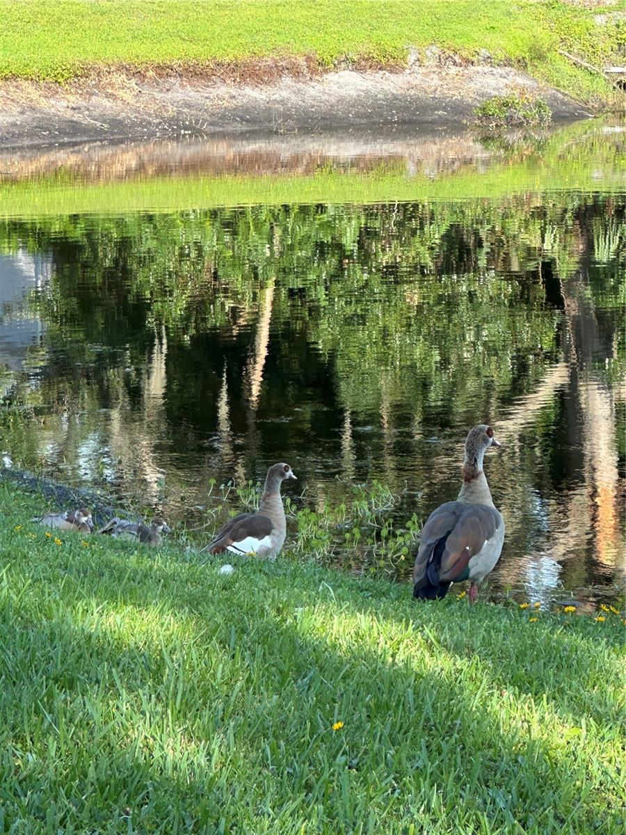 Birds
