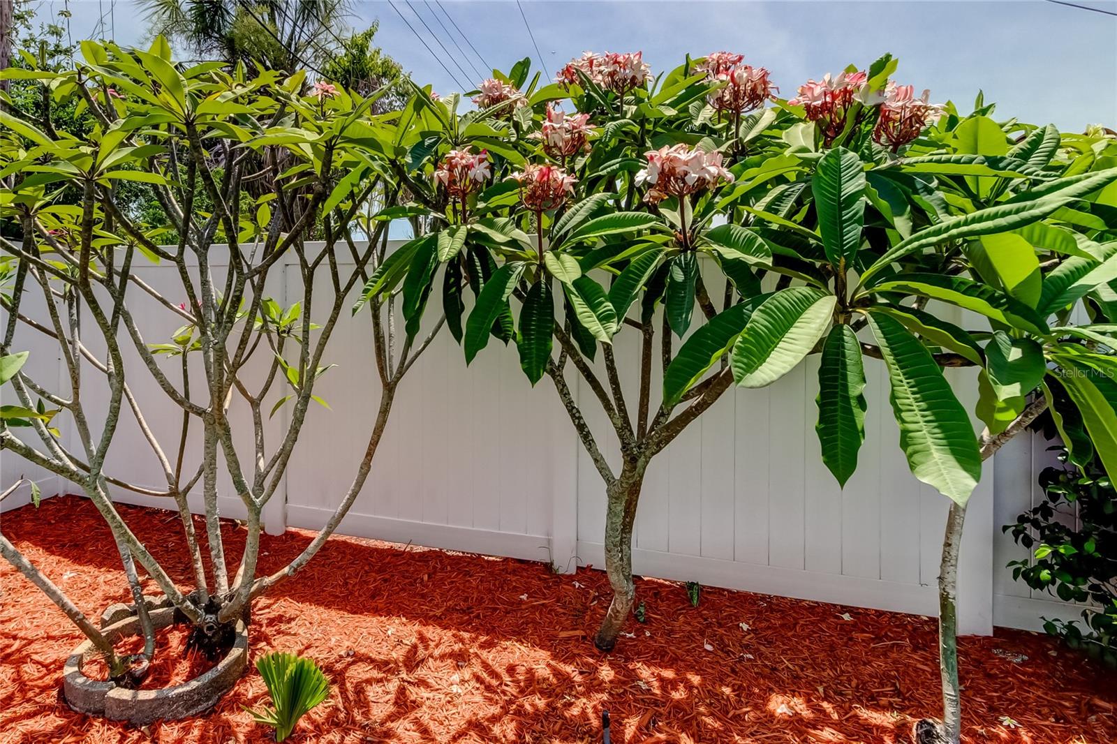 Tropical landscaping