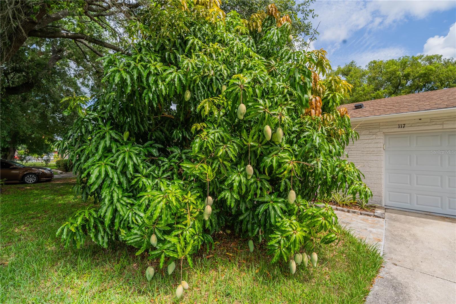 Mango tree loaded with fruit!