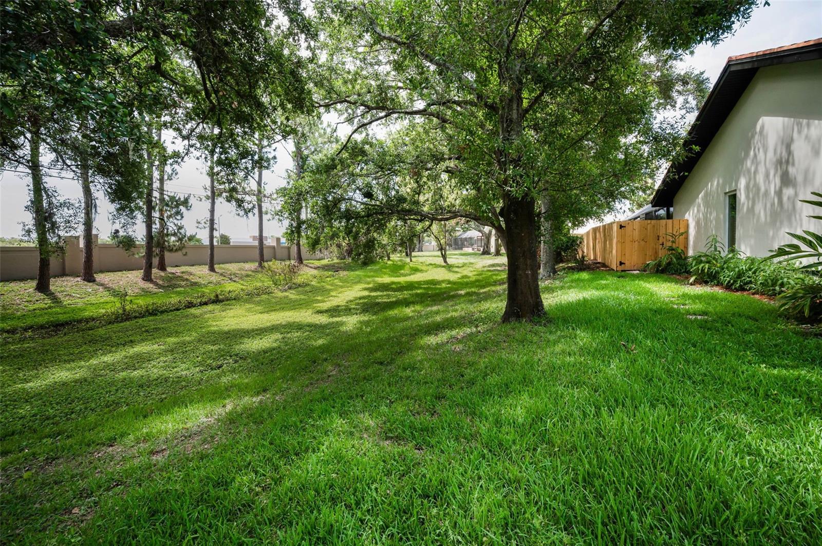 Treed Backyard!