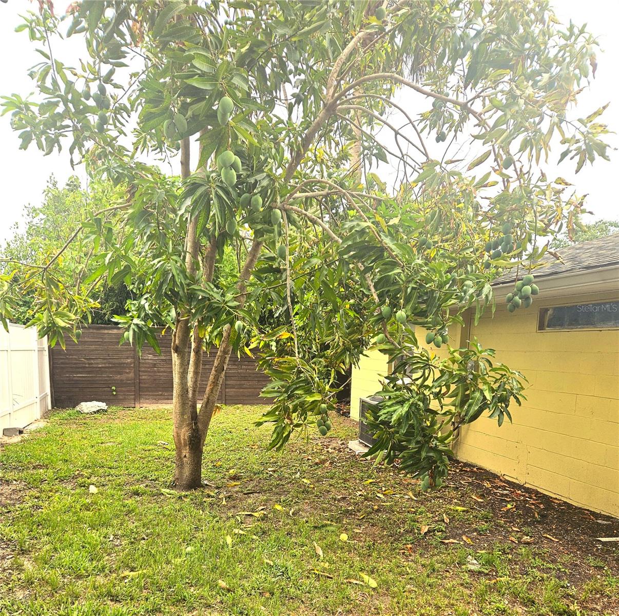 Your own mature mango tree in back yard