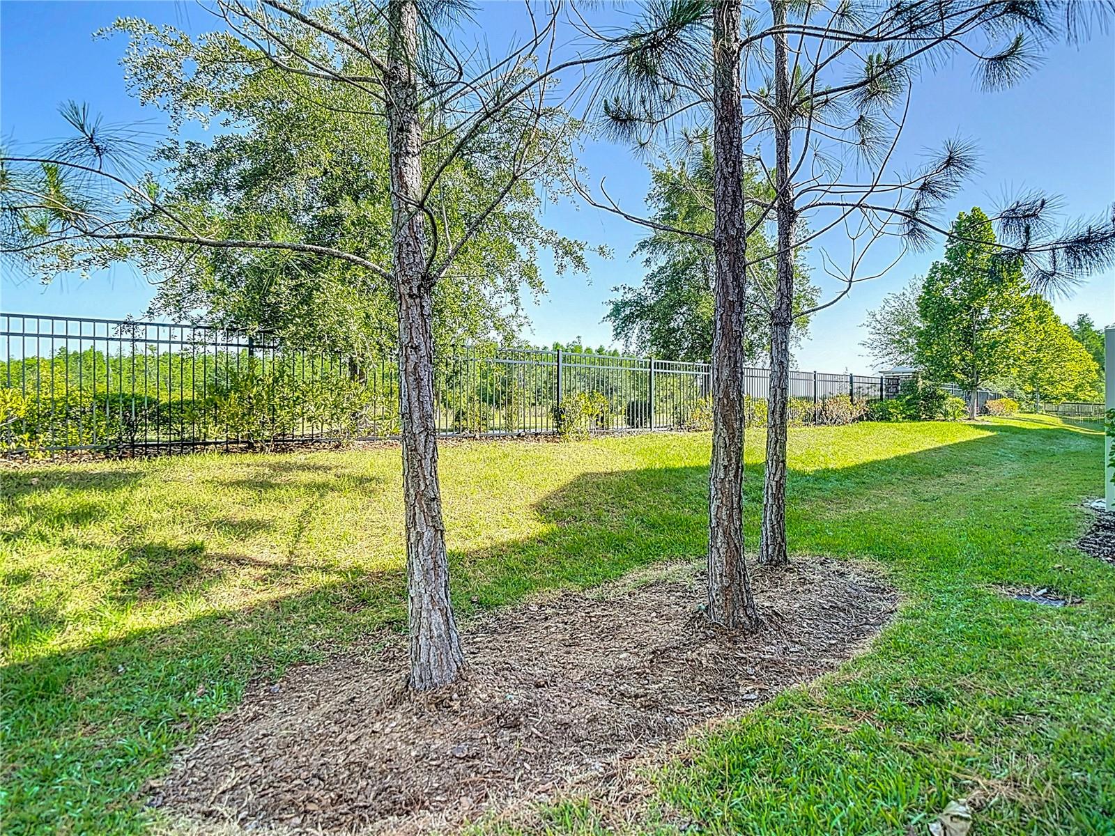 Backyard View