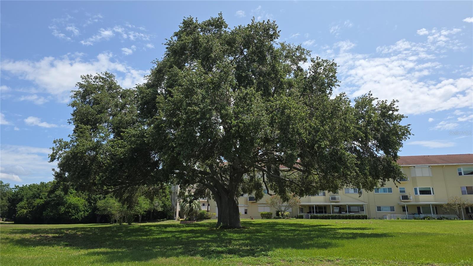 Beautiful mature oak trees along the walking trail, with benches along the way to take it all in.