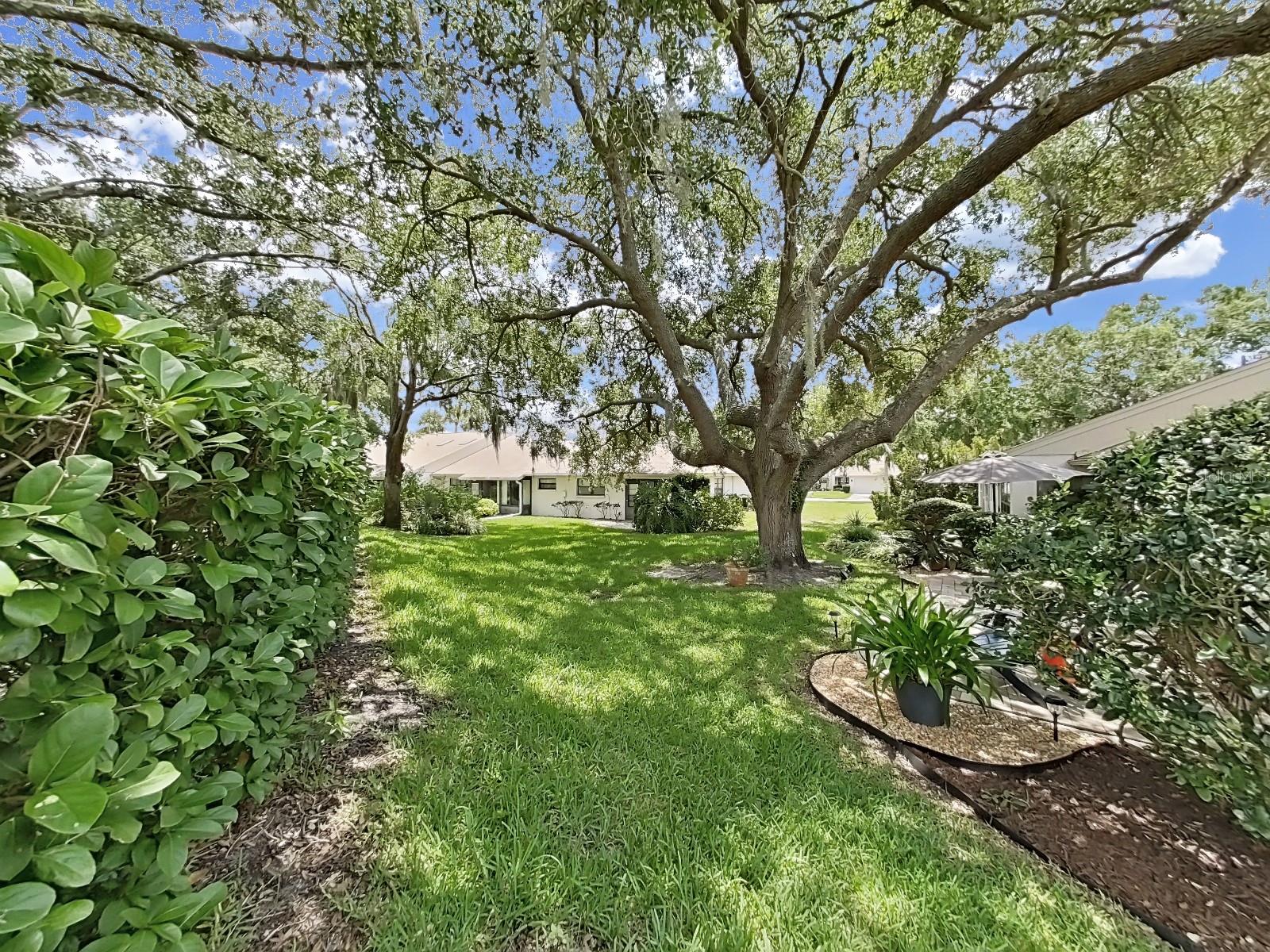 Back & side yard