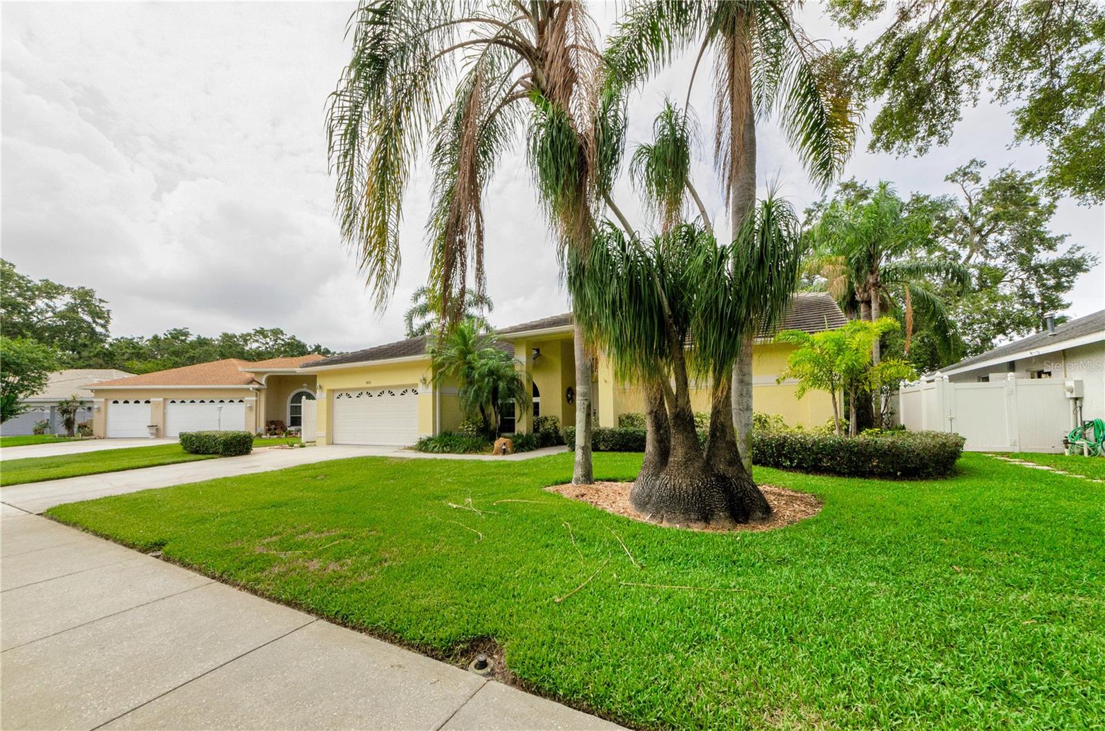 Very unusual Palm tree in front yard with nice landscaping.