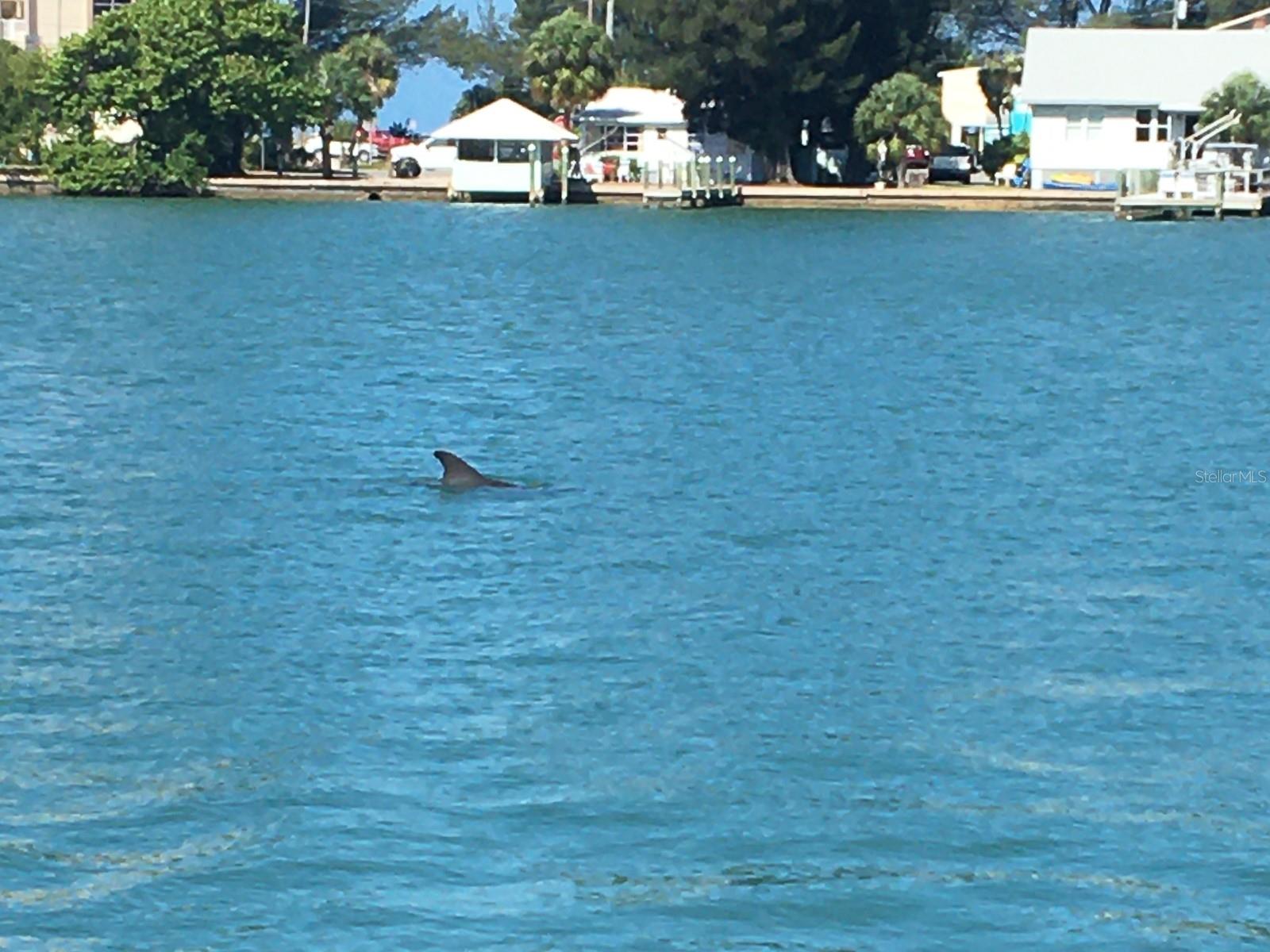 Dolphin!!