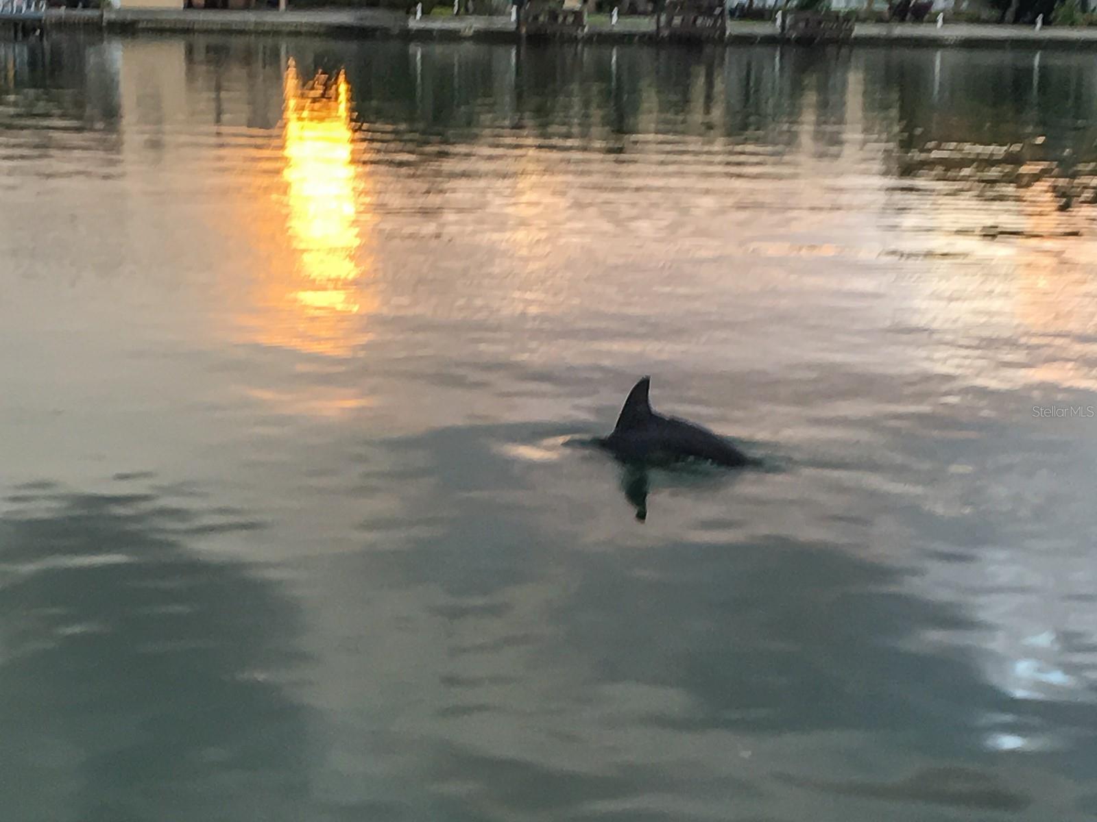 Dolphin!!