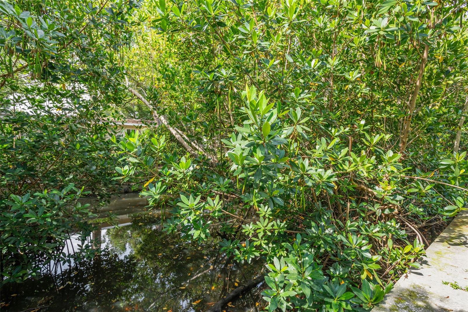 canal/mangroves