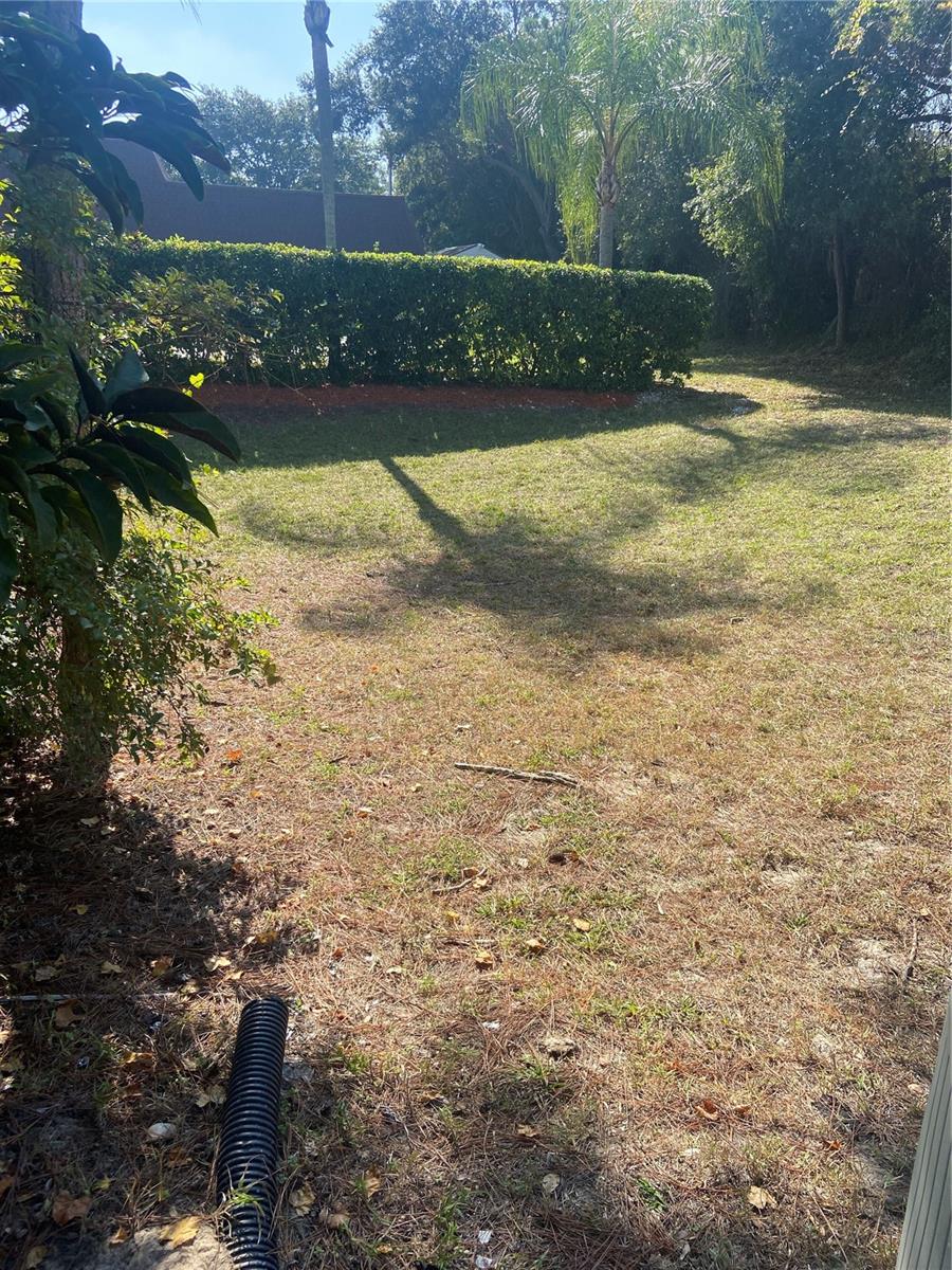 backyard