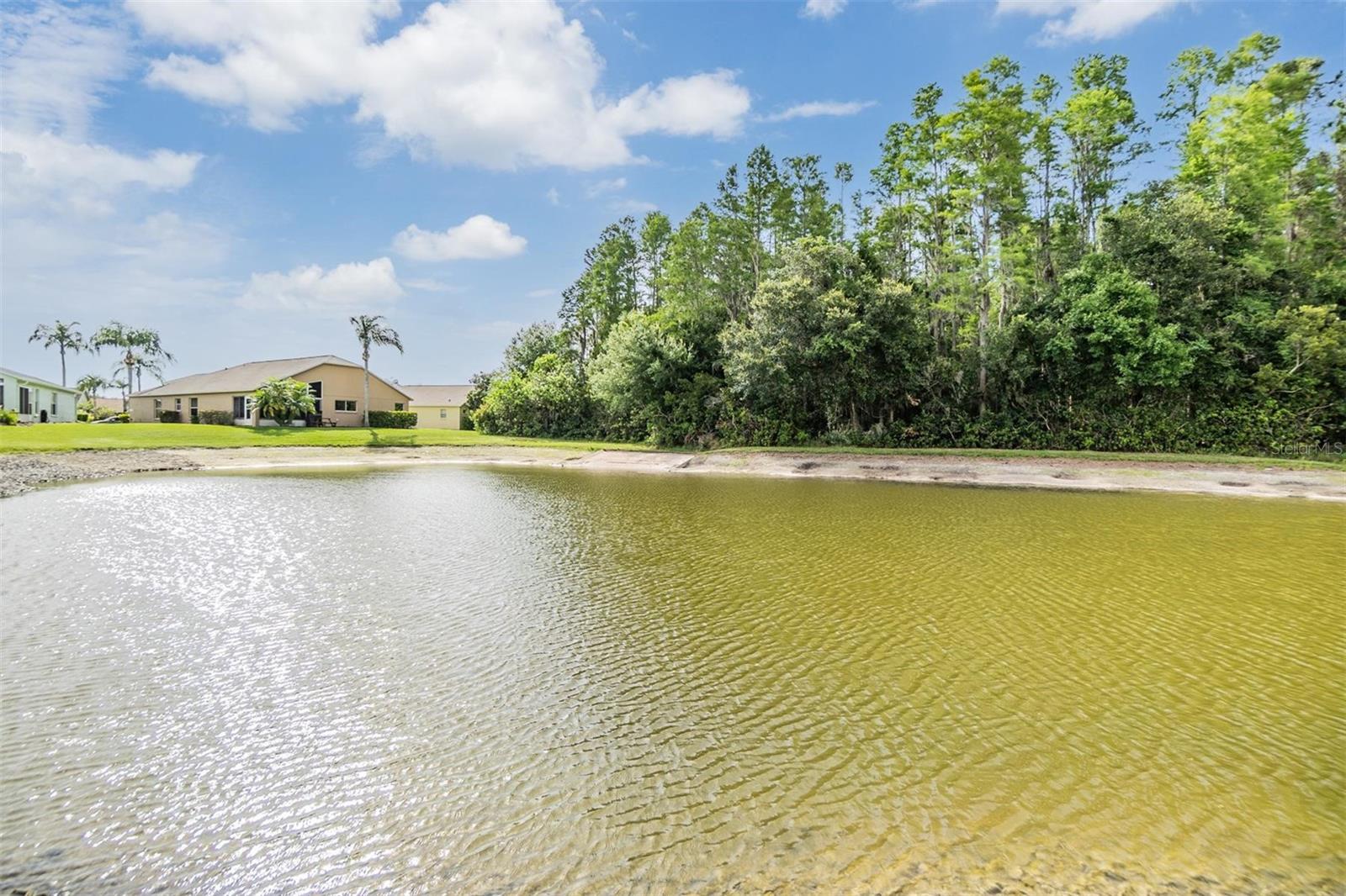 Backyard pond and treeline view