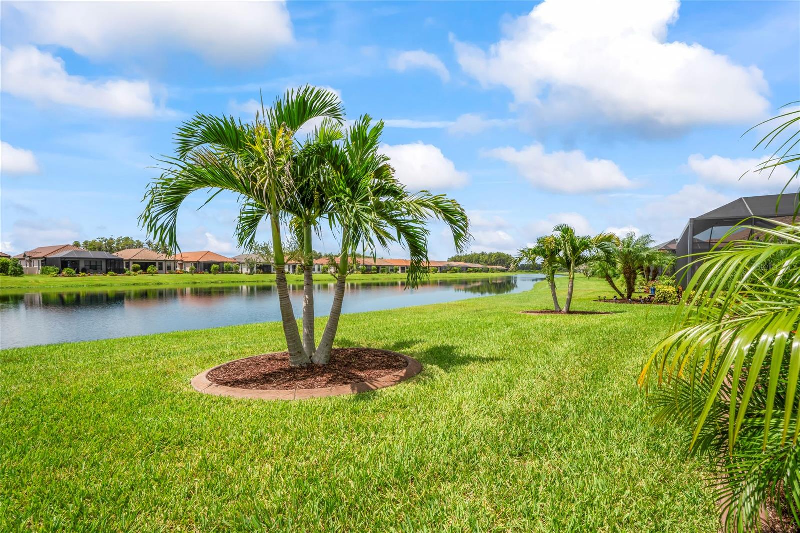 Christmas palms with Landscape curbing