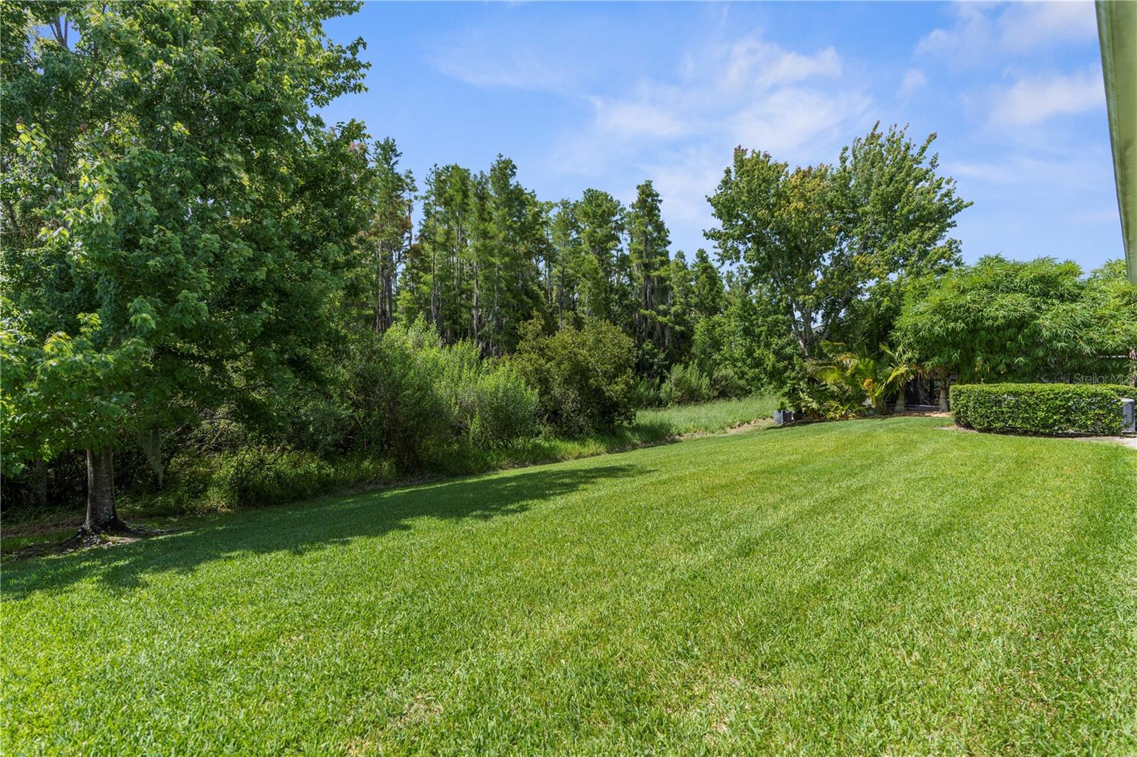 Backyard view