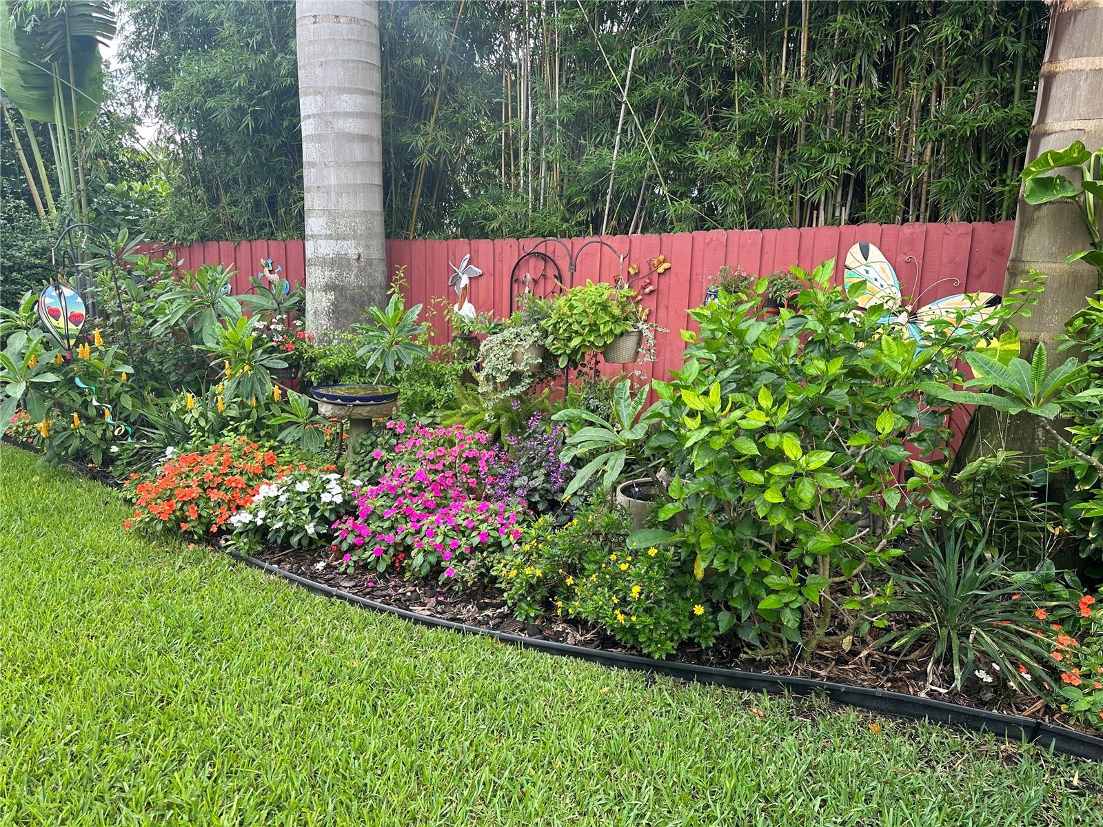 Back yard