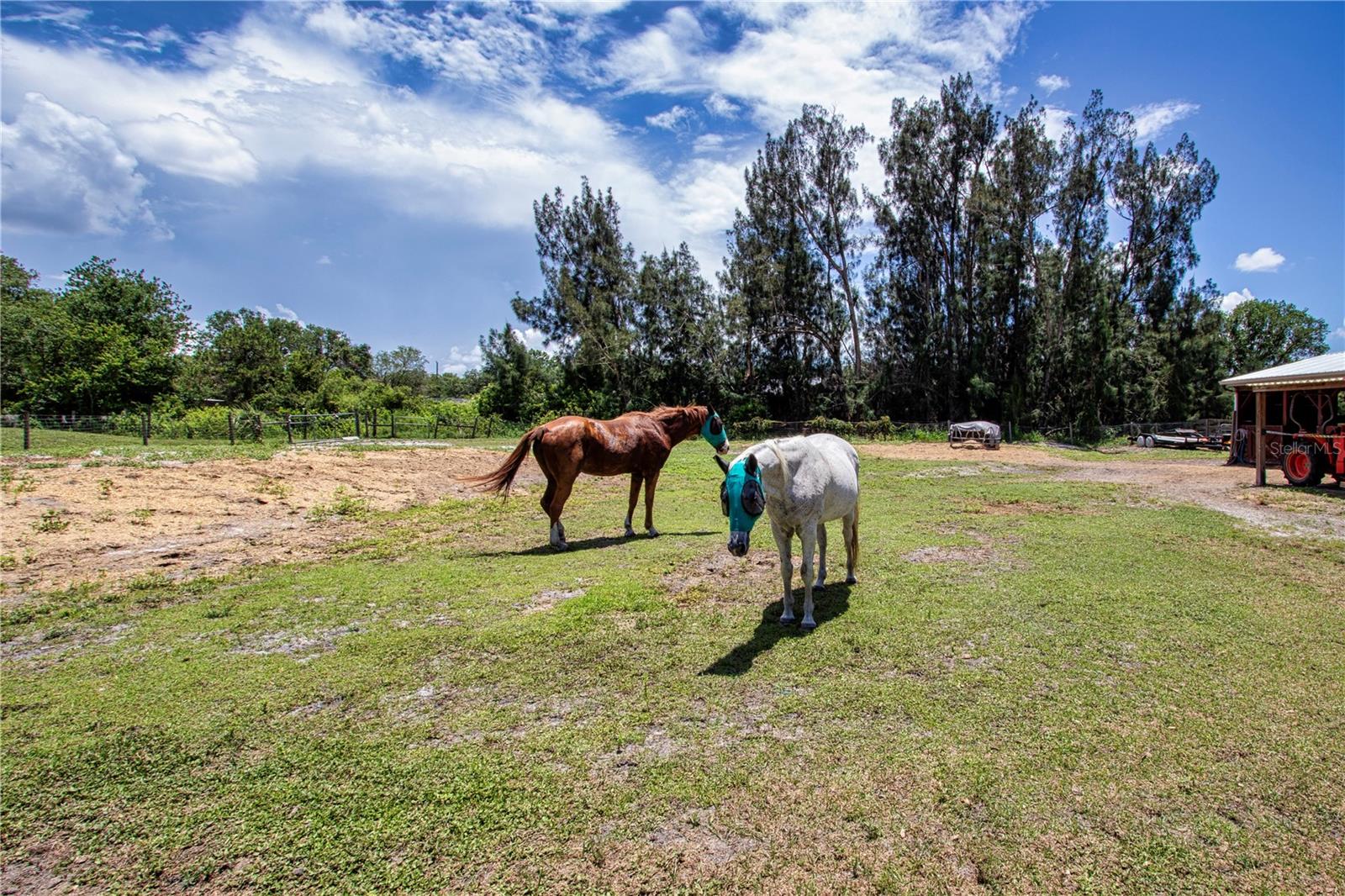 Horse Pasture