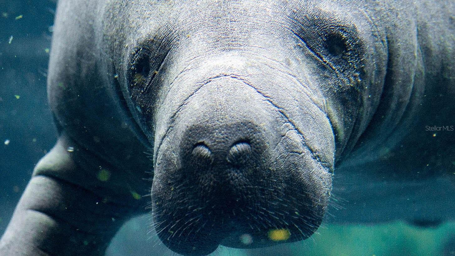 manatee at the viewing center