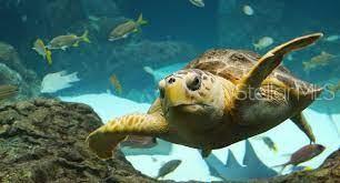 turtle at the Florida aquarium