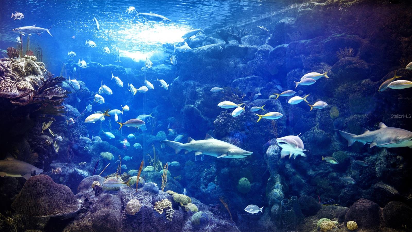 fish at the Florida aquarium