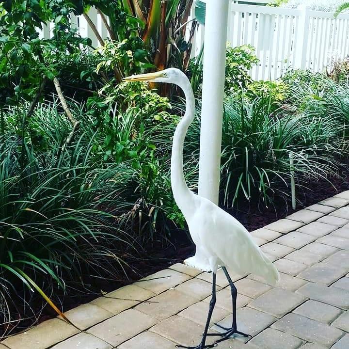 This beautiful crane came to see us one day at Tropic Terrace a while back.