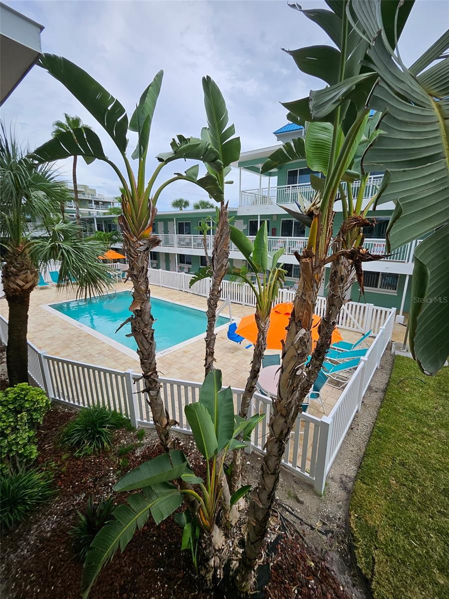 Tropical landscaping around TT's new pool