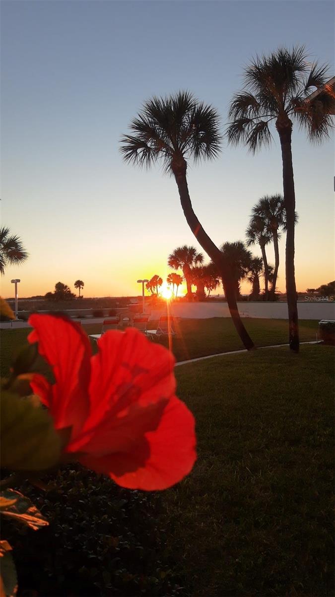 One of our favorite nights on the back lawn. Hoping you have many wonderful sunsets and memories as well!  Call TODAY for your private showing, take a drive to the beach, have some lunch, come enjoy your tour of Tropic Terrace and the beach and of Unit #9!   Price to sell quick. ~