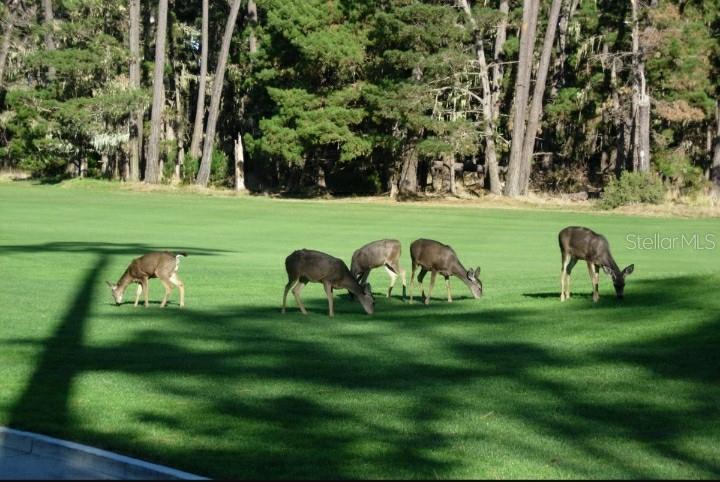 Deer Wildlife on course
