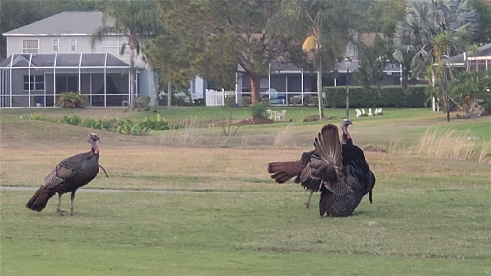 Turkey Wildlife on course