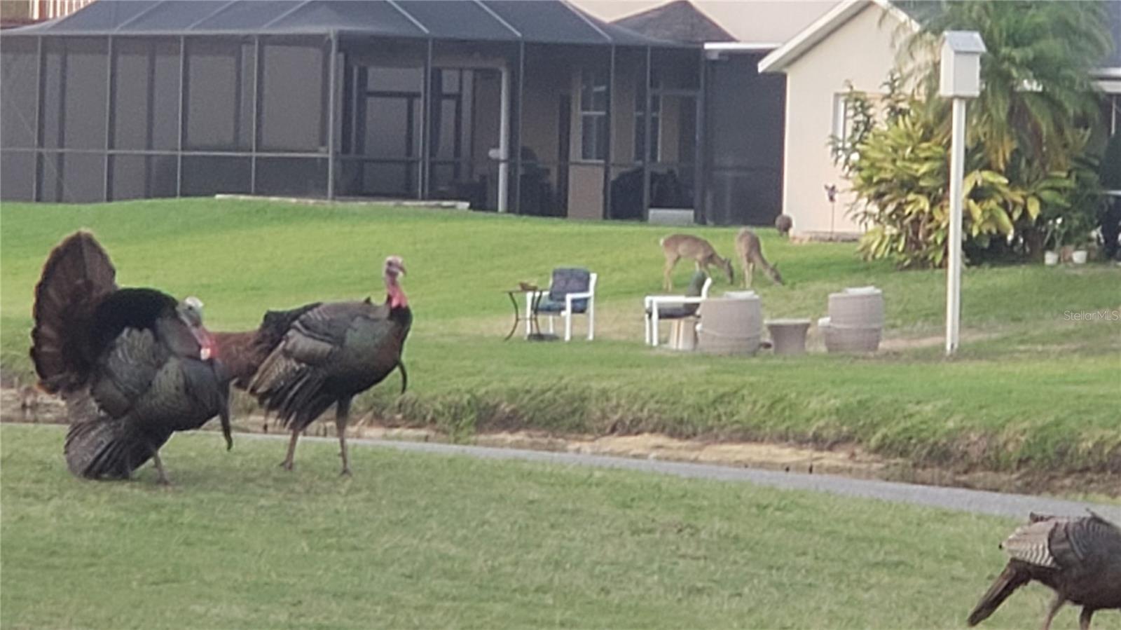 Turkey