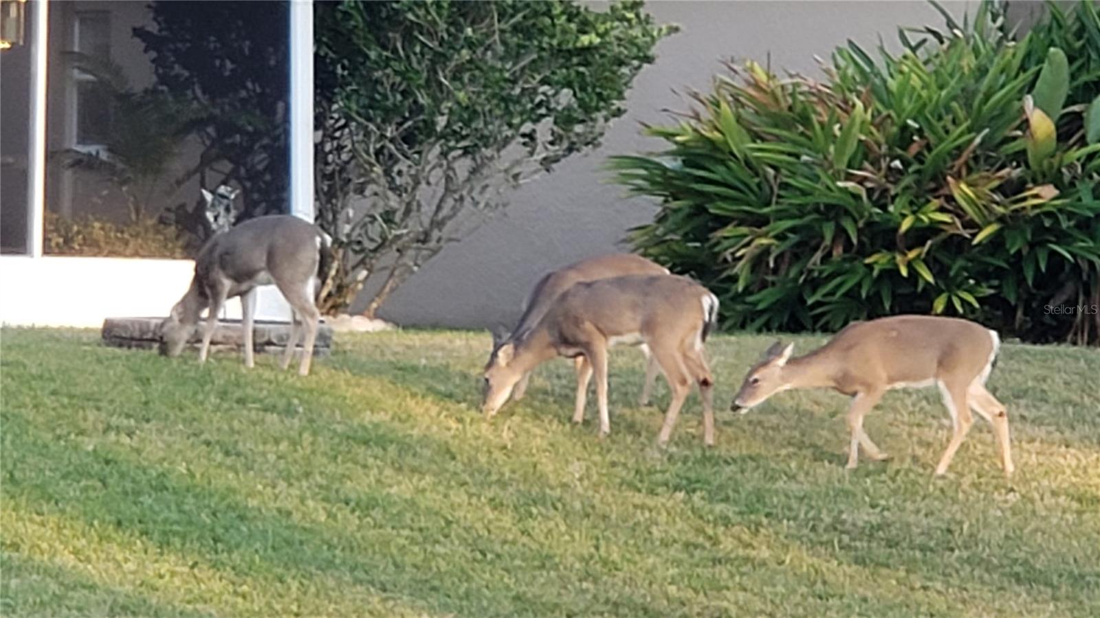 Deer