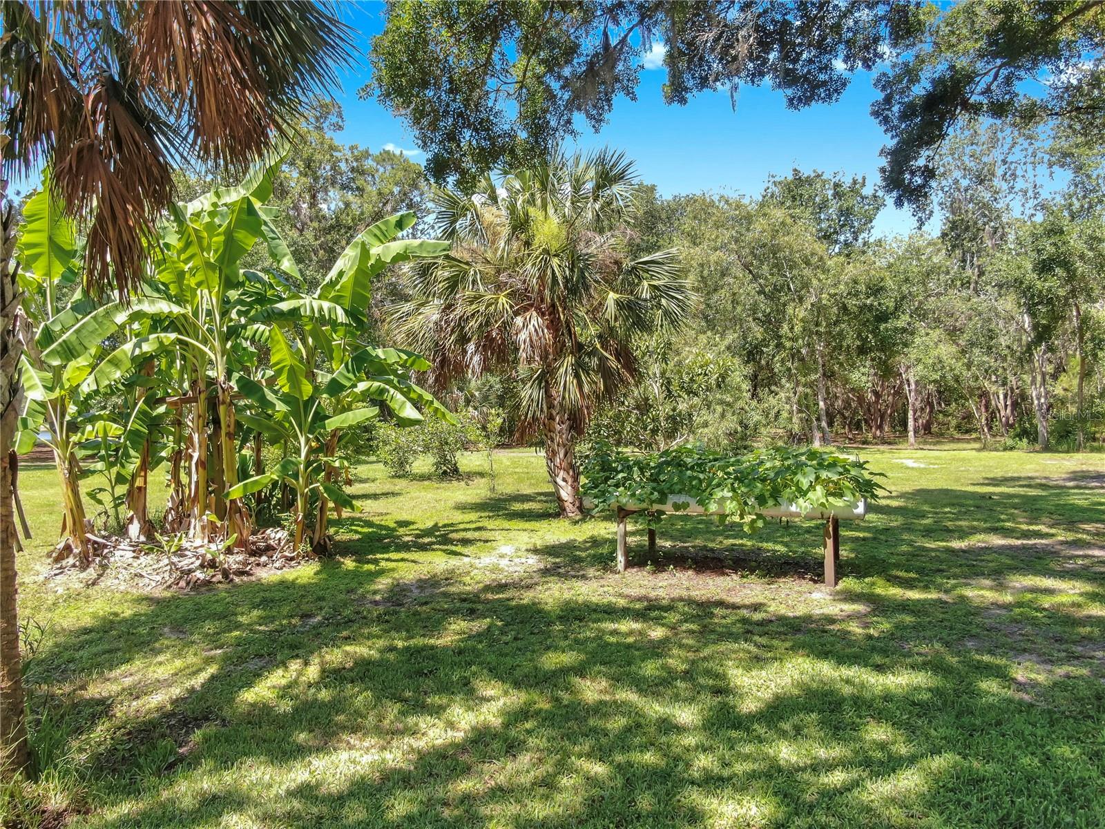 Back yard