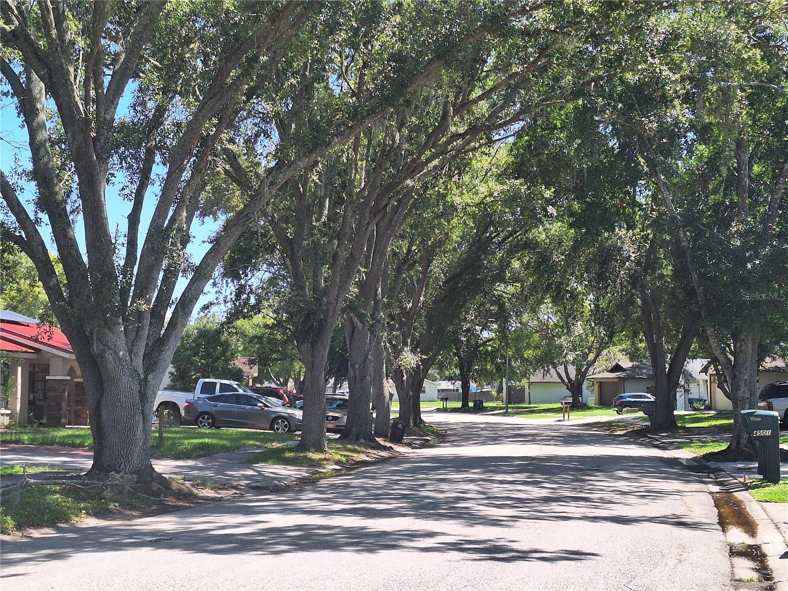 Gorgeous Canopy of Shade all down the block