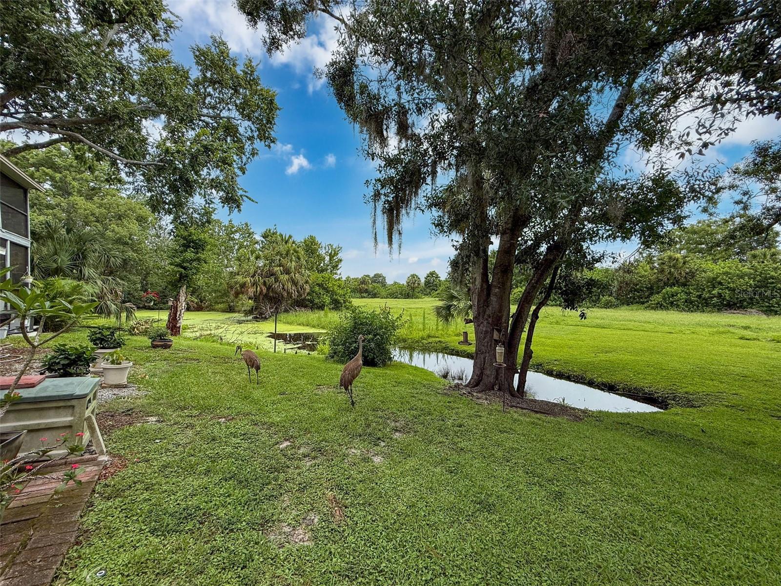 Backyard