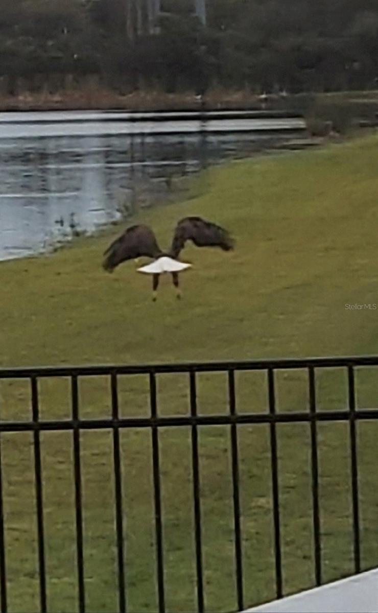 Bald Eagle behind villa. Deer and other wildlife are often seen along the lake