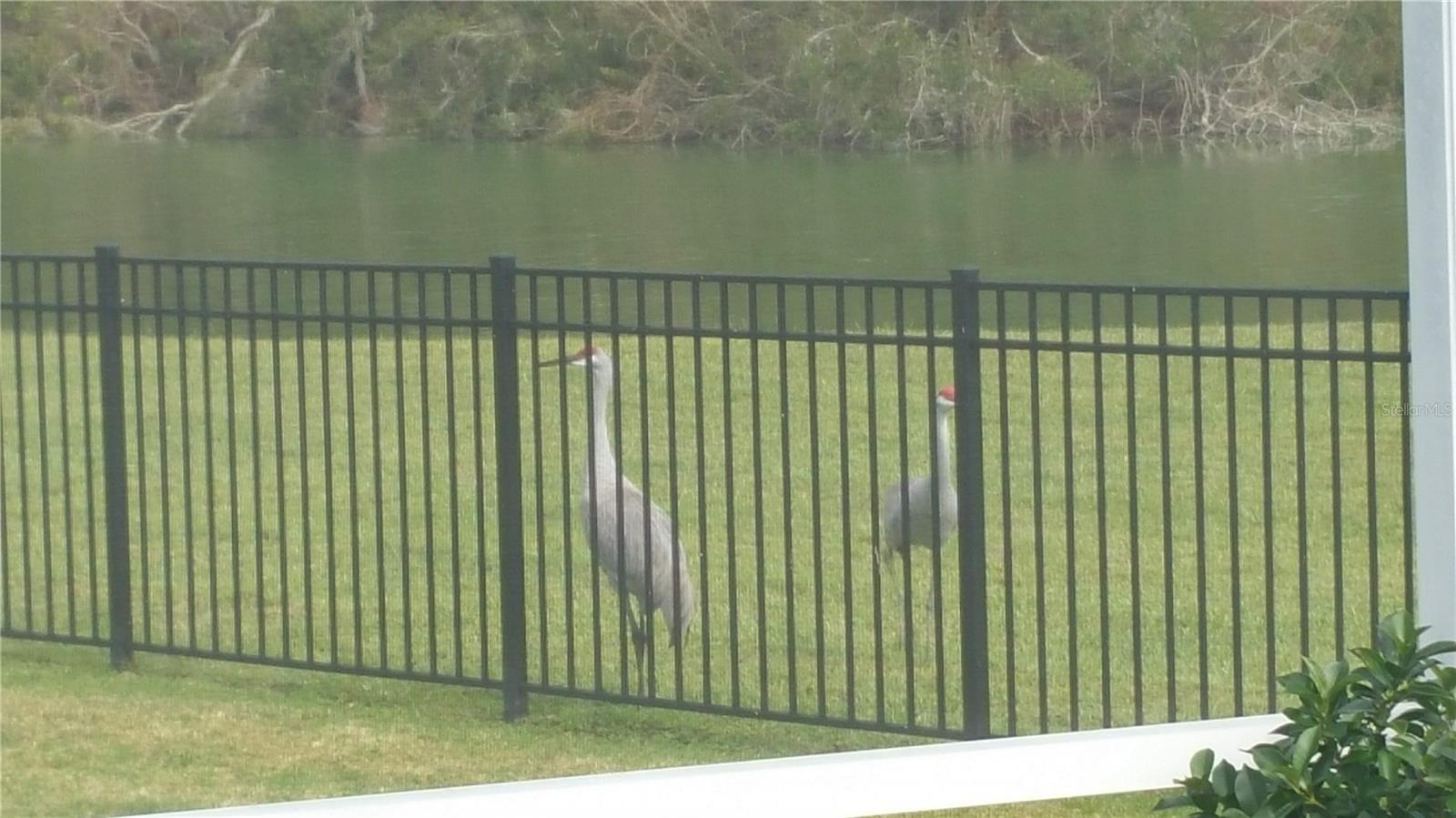 Sand Hill crane Pair behind villa
