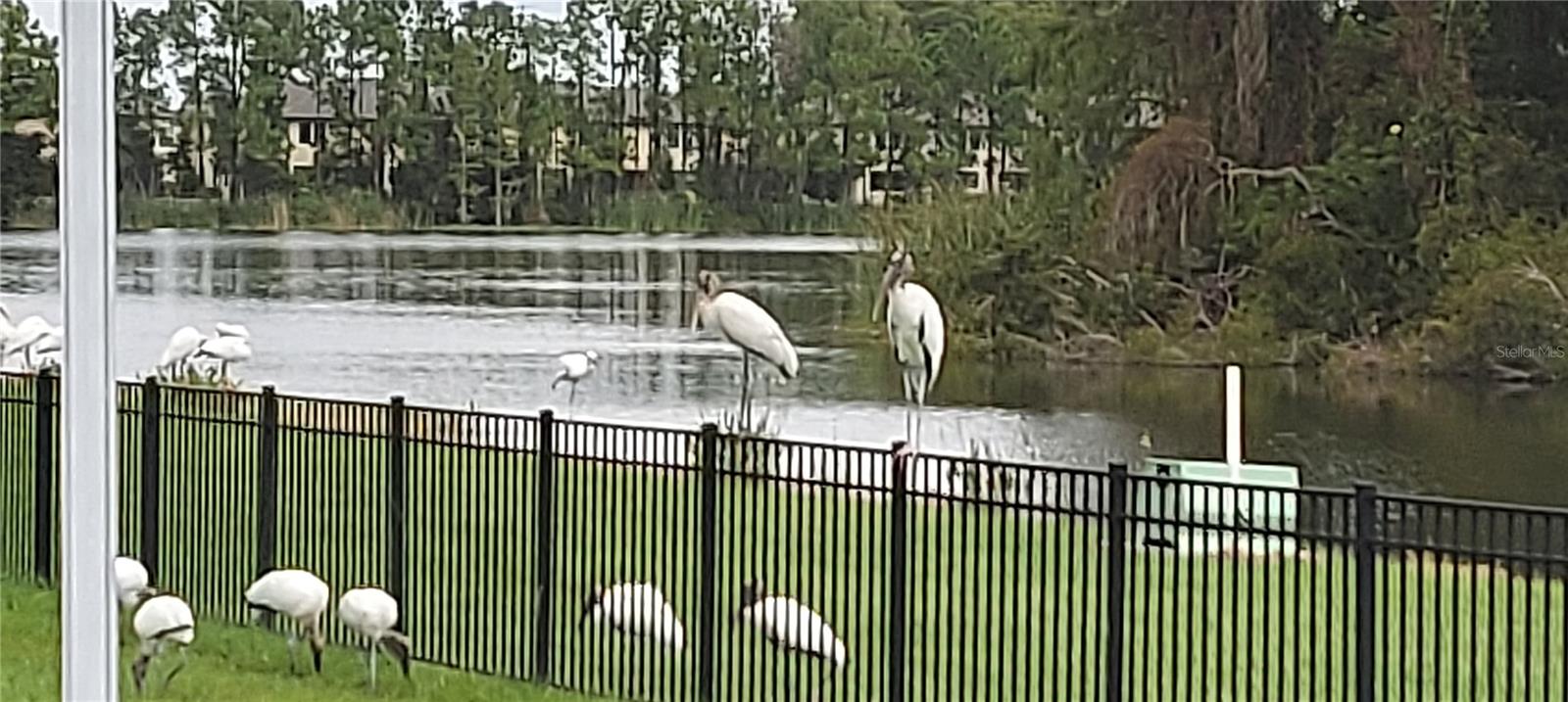 birds behind villa