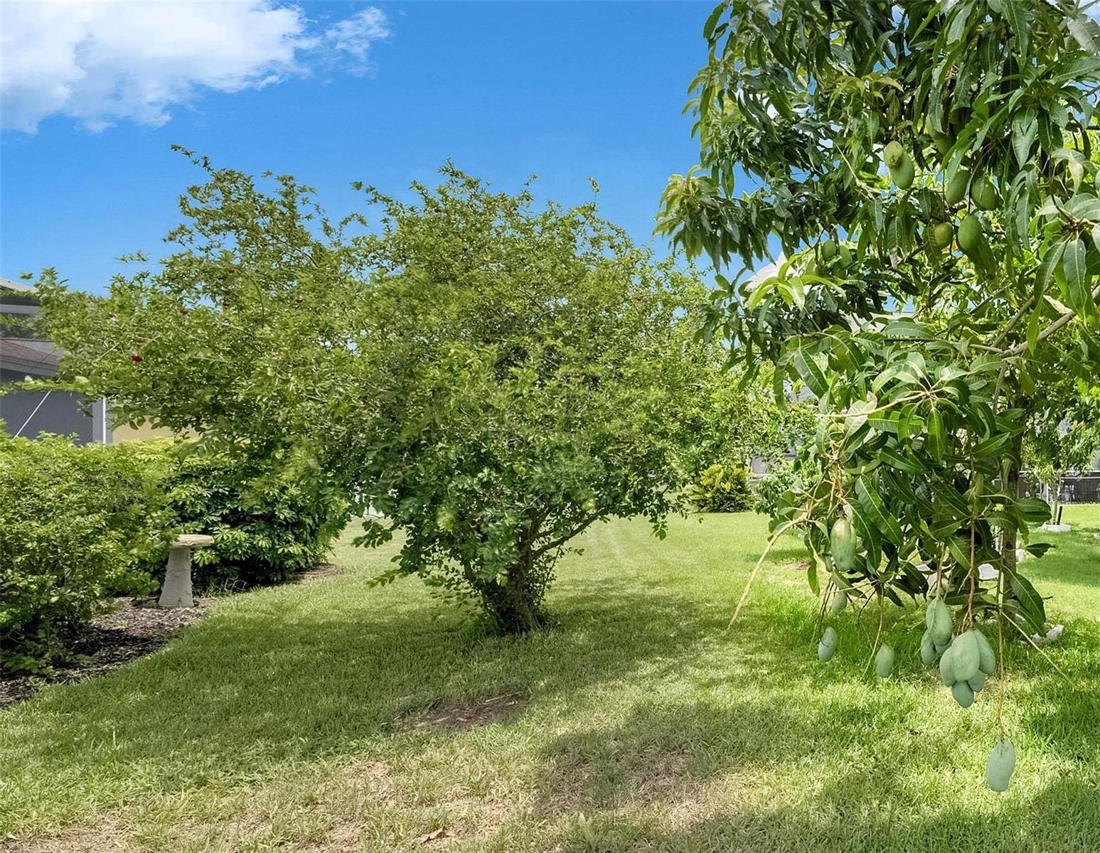 Producing Barbados Cherry Tree