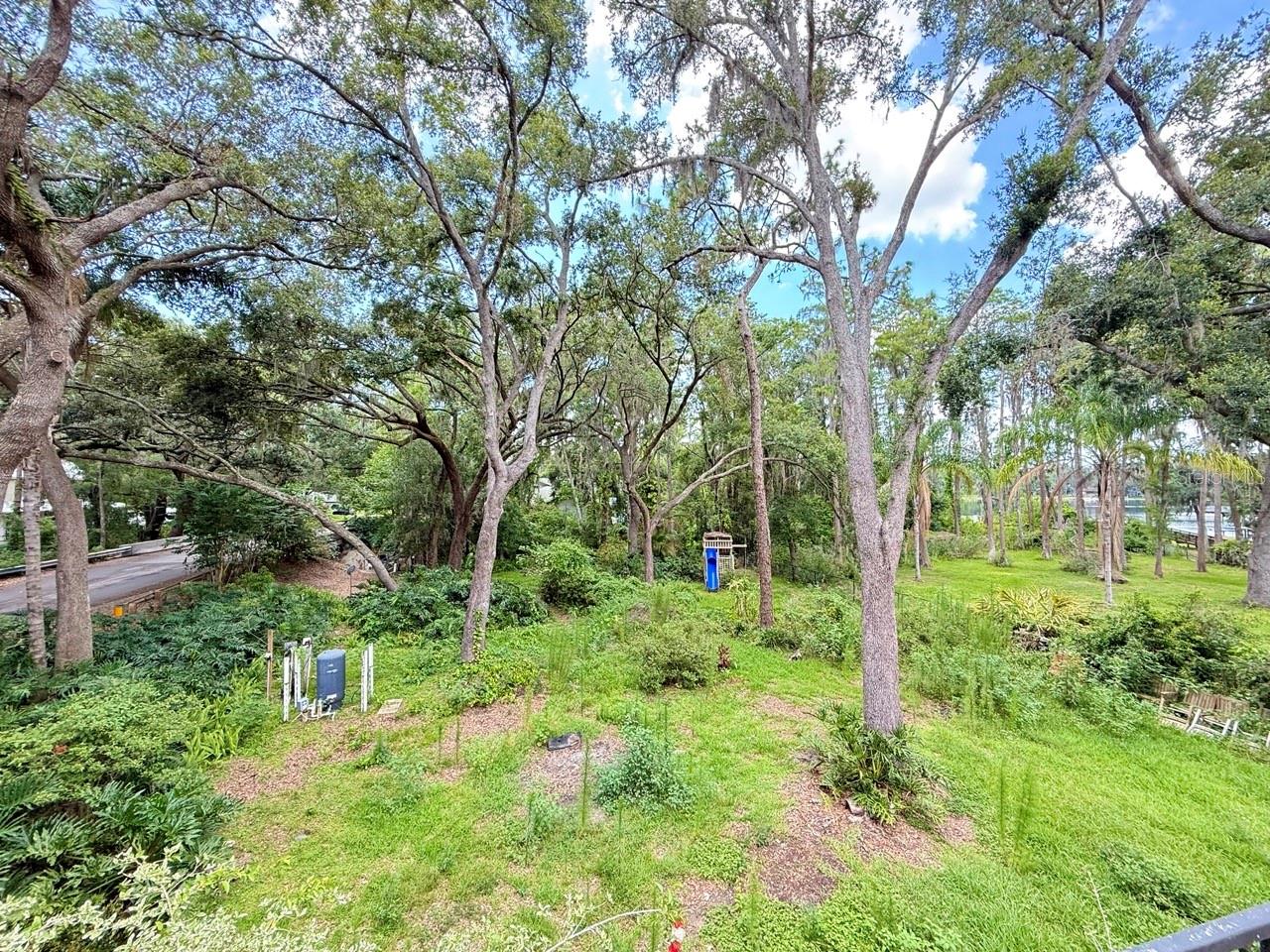 Back Yard 1