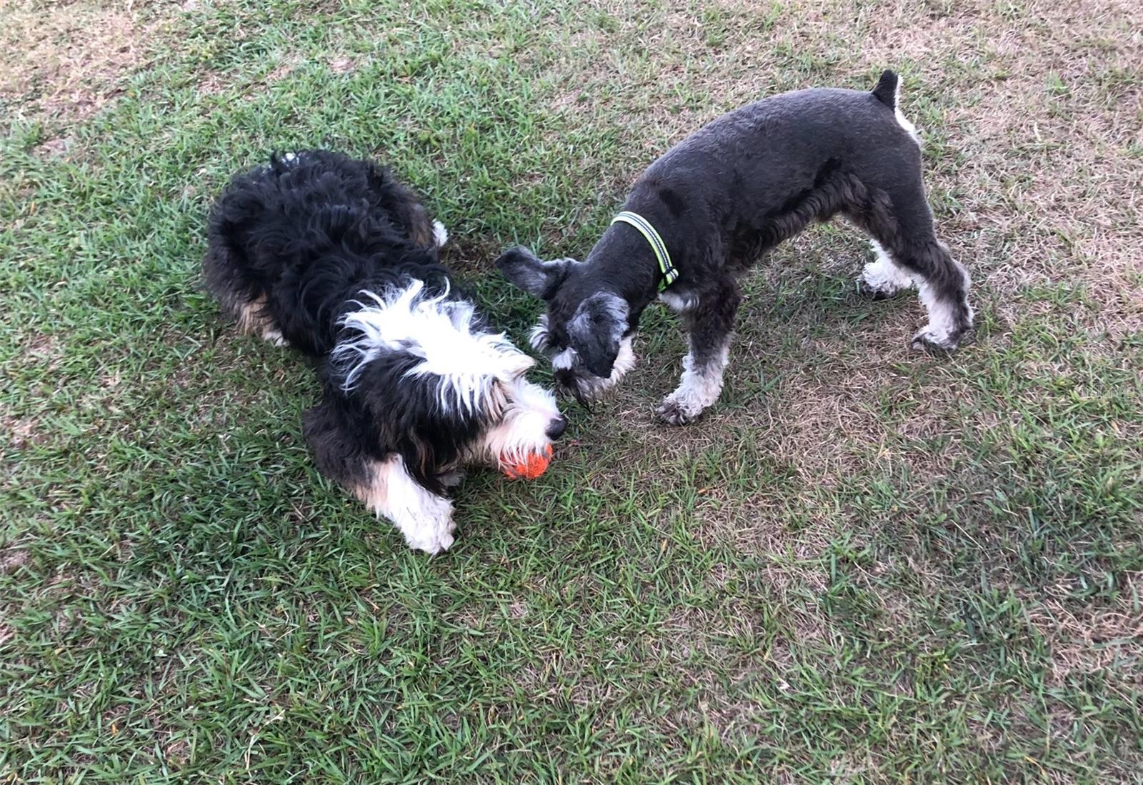 Dog Park Friends