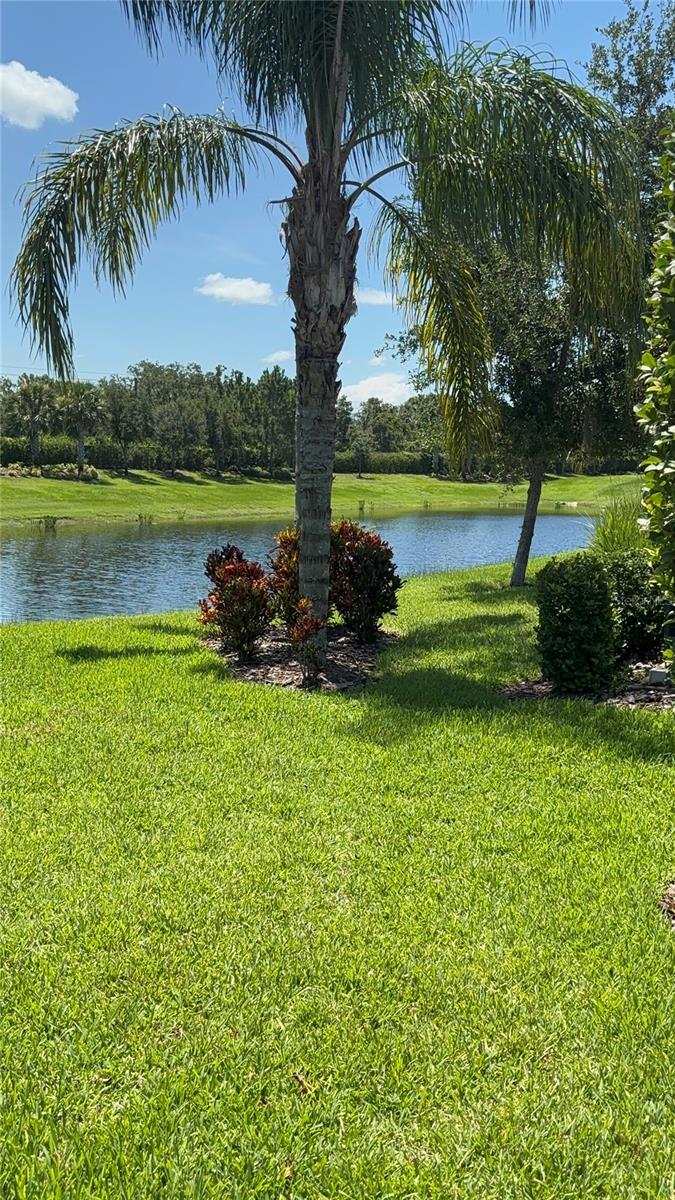 Pond view