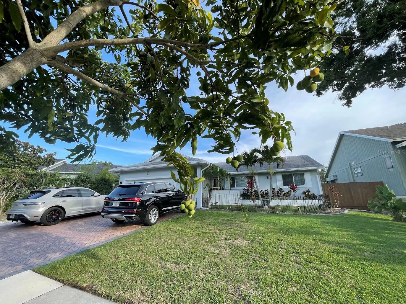 Mango Tree in the front of the home.