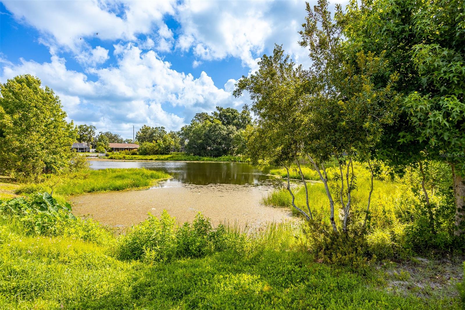 Pond View