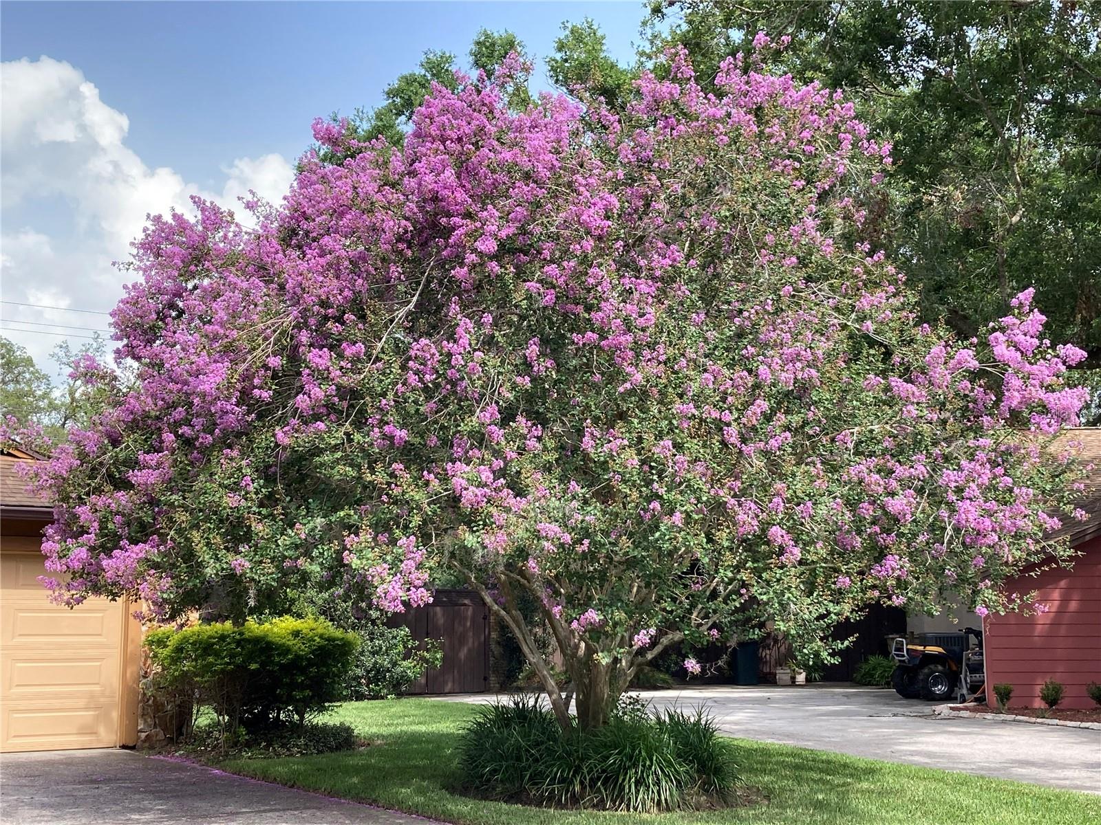 Front tree in bloom