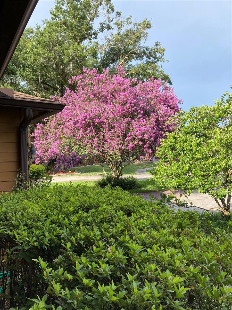 Tree 3