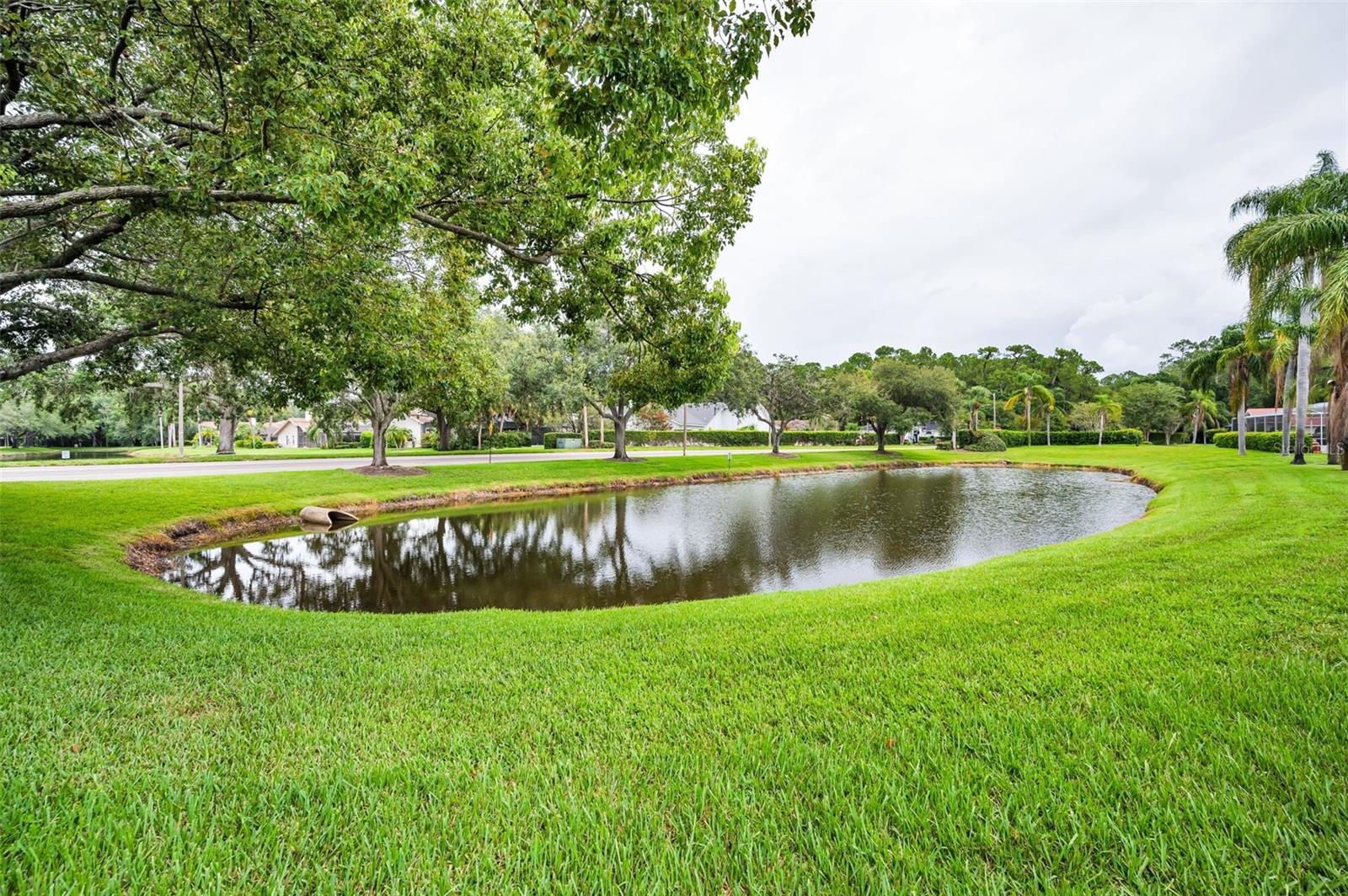 Pond View