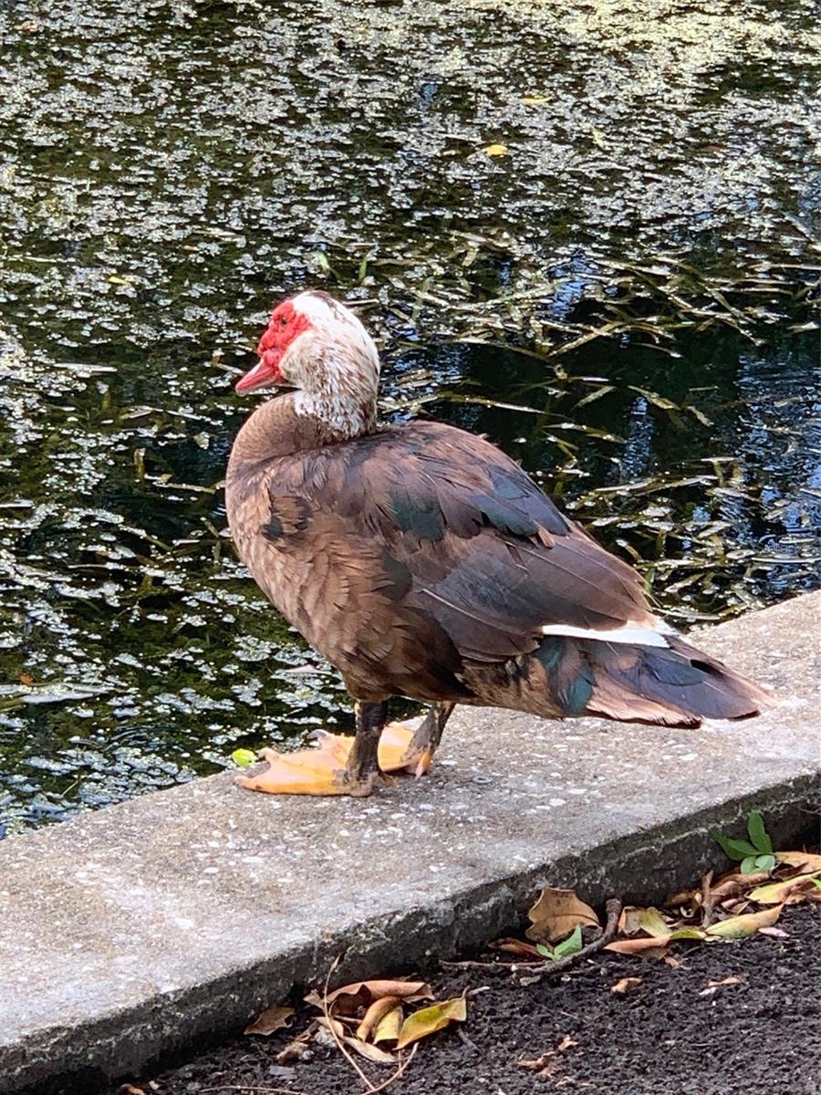 Normal wildlife pic on seawall