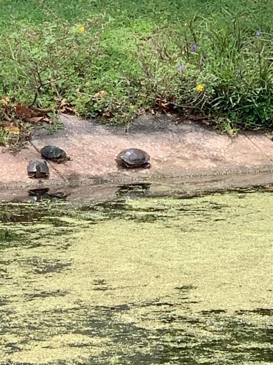 Normal wildlife back yard daily experience