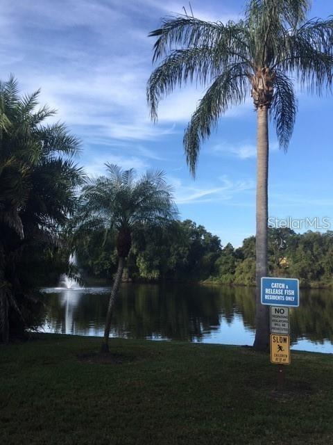 Palm trees -another lake view