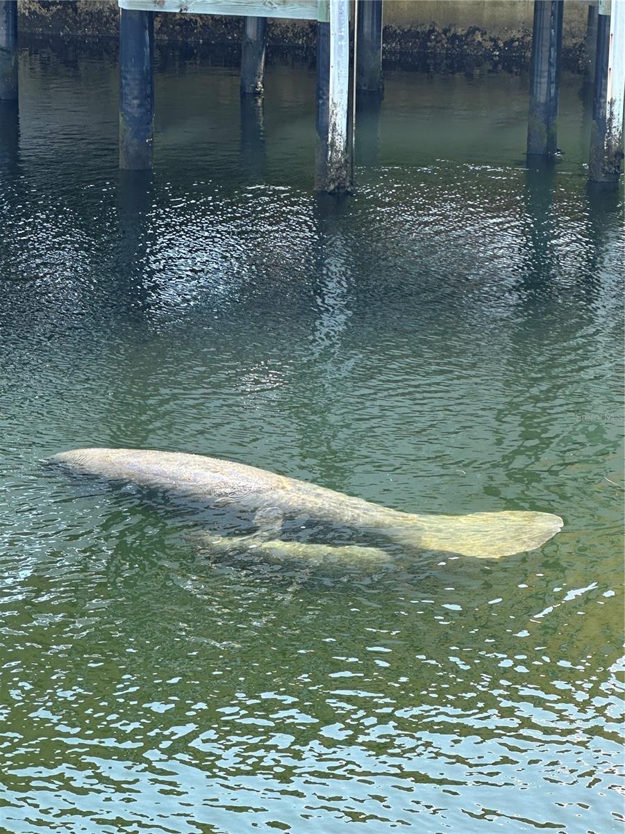 Manatee and her baby